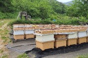 경북도‘꿀벌 질병 신고센터’운영, 꿀벌 실종 막는다!