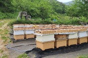 경북도‘꿀벌 질병 신고센터’운영, 꿀벌 실종 막는다!